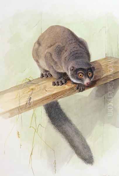 Eulemer mongoz, from The Knowsley Menagerie, November 1851 - view 1