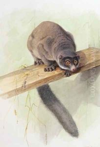 Eulemer mongoz, from The Knowsley Menagerie, November 1851 by Joseph Wolf