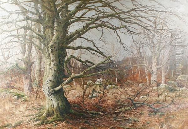 Foret De Fontanebleau - view 1