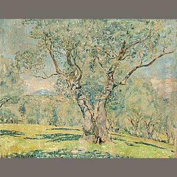 Olive Trees - view 1
