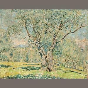 Olive Trees