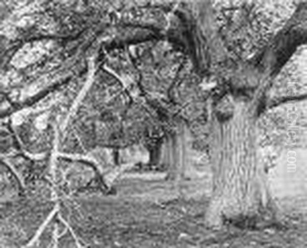 Untitled (trees After A Storm) - view 1
