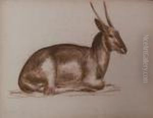 Gazelle
