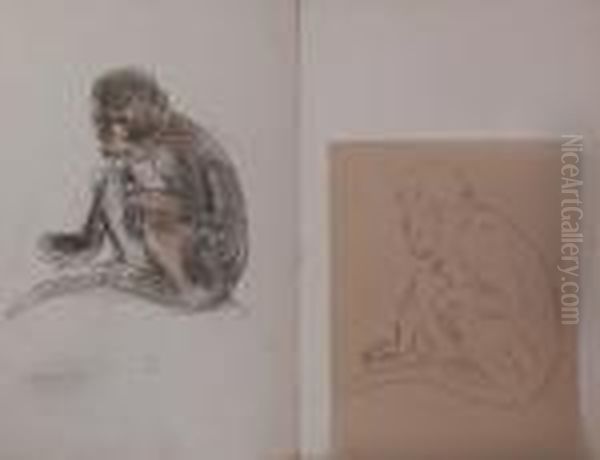 Singe - view 1