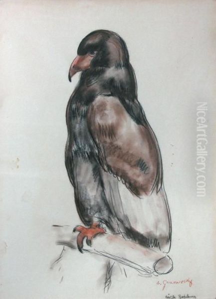 L'aigle Bateleur - view 1