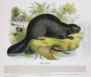 The Beaver, educational illustration pub. by the Society for Promoting Christian Knowledge, 1843