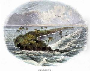 Coral-Reefs, from Phenomena of Nature, 1849 by Josiah Wood Whymper