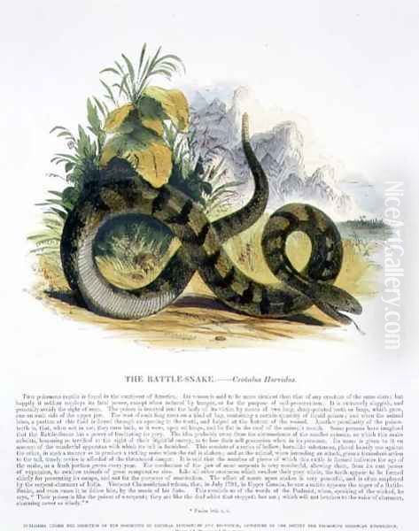 The Rattle-Snake (Crotalus horridus) educational illustration pub. by the Society for Promoting Christian Knowledge, 1843 - view 1