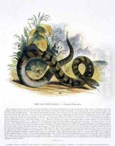 The Rattle-Snake (Crotalus horridus) educational illustration pub. by the Society for Promoting Christian Knowledge, 1843 by Josiah Wood Whymper