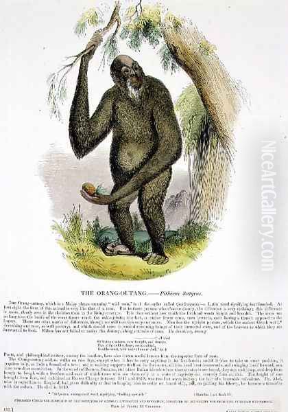 The Orang-Outang (Pithecus satyrus) educational illustration pub. by the Society for Promoting Christian Knowledge, 1843 - view 1
