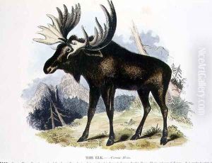The Elk (Cervus alces) educational illustration pub. by the Society for Promoting Christian Knowledge, 1843