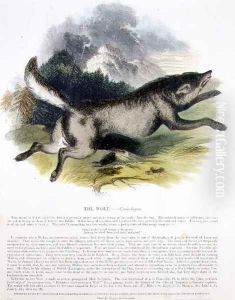 The Wolf (Canis lupus) educational illustration pub. by the Society for Promoting Christian Knowledge, 1843 by Josiah Wood Whymper