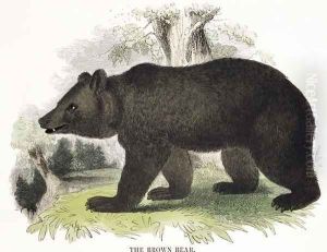 The Brown Bear, educational illustration pub. by the Society for Promoting Christian Knowledge, 1843