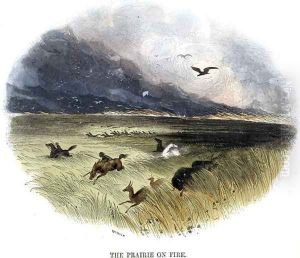 Prairie on Fire, from Phenomena of Nature, 1849 Prairie on Fire, from Phenomena of Nature, 1849
