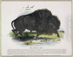 The American Bison, educational illustration pub. by the Society for Promoting Christian Knowledge, 1843 by Josiah Wood Whymper