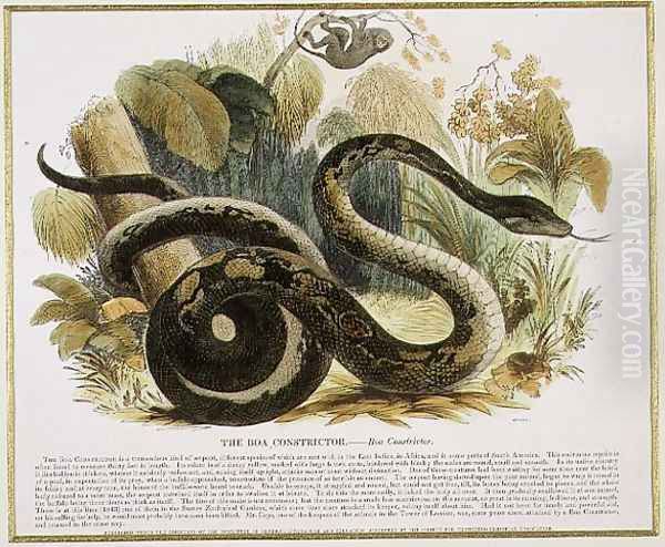 The Boa Constrictor, educational illustration pub. by the Society for Promoting Christian Knowledge, 1843 - view 1