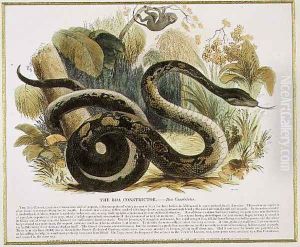 The Boa Constrictor, educational illustration pub. by the Society for Promoting Christian Knowledge, 1843 by Josiah Wood Whymper