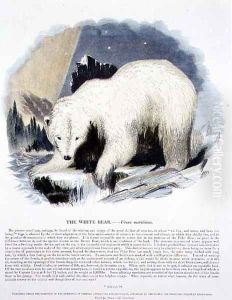 The White Bear (Ursus maritimus) educational illustration pub. by the Society for Promoting Christian Knowledge, 1843 by Josiah Wood Whymper