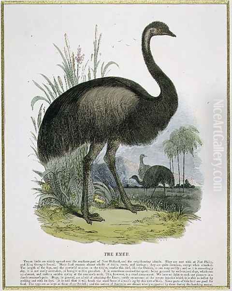 The Emu, educational illustration pub. by the Society for Promoting Christian Knowledge, 1843 - view 1