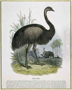 The Emu, educational illustration pub. by the Society for Promoting Christian Knowledge, 1843 by Josiah Wood Whymper