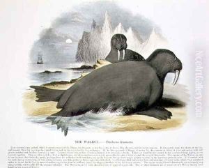 The Walrus (Trichecus rosmarus) educational illustration pub. by the Society for Promoting Christian Knowledge, 1843 by Josiah Wood Whymper