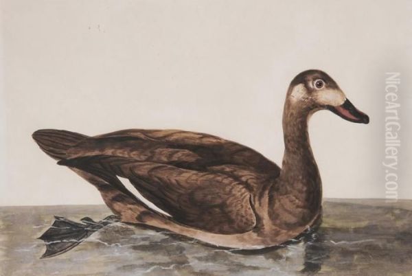 Duck - view 1