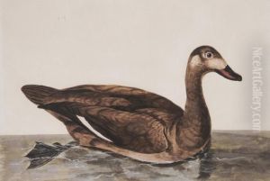 Duck by William Hayes