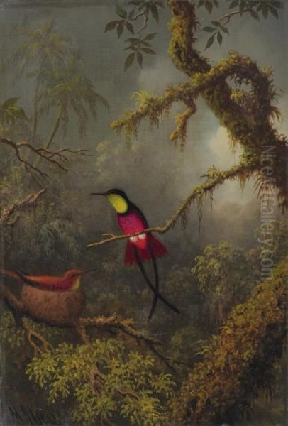 Nesting Crimson Topaz Hummingbirds - view 1