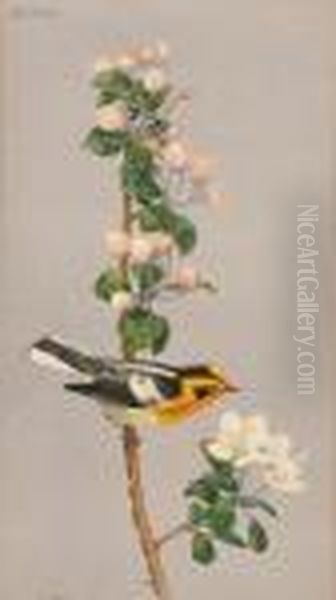 Blackburnian Warbler - view 1