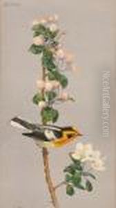 Blackburnian Warbler by Charles Emile Heil