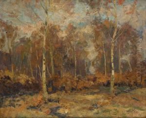Soleil Dans Le Bois De Bouleaux Soleil Dans Le Bois De Bouleaux
