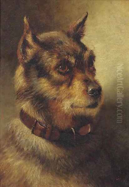 A border terrier - view 1