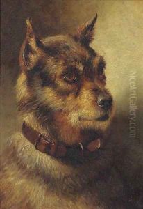 A border terrier
