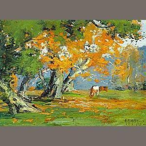 Live Oaks And Sycamores Live Oaks And Sycamores