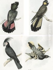 A Rare Group Of Four Early Watercolours Of Australian Birds