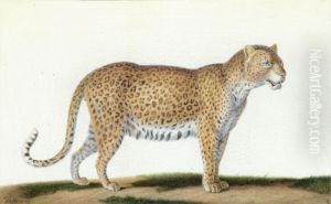 A Leopard