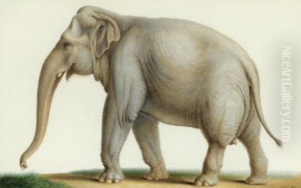 An Indian Elephant - view 1