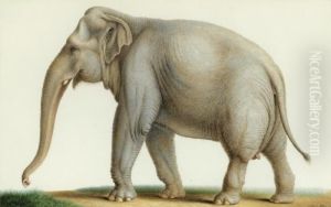 An Indian Elephant