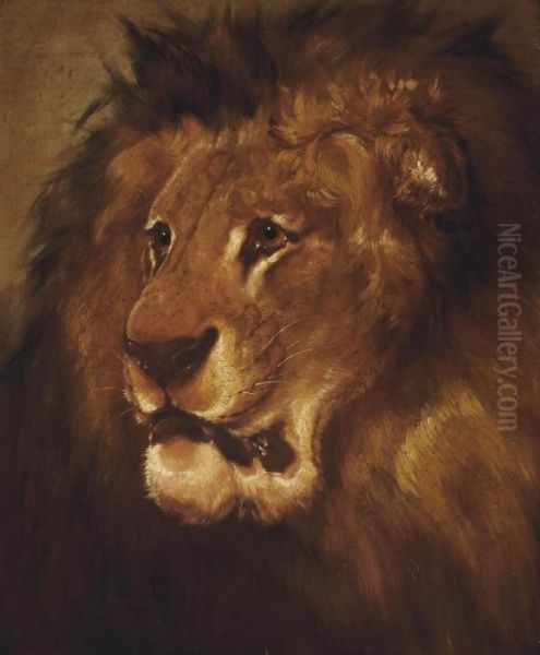 Study Of A Lion - view 1