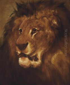 Study Of A Lion by William Huggins
