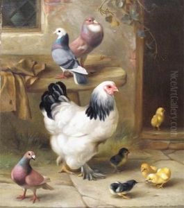 A Chicken And Chicks With Pigeons