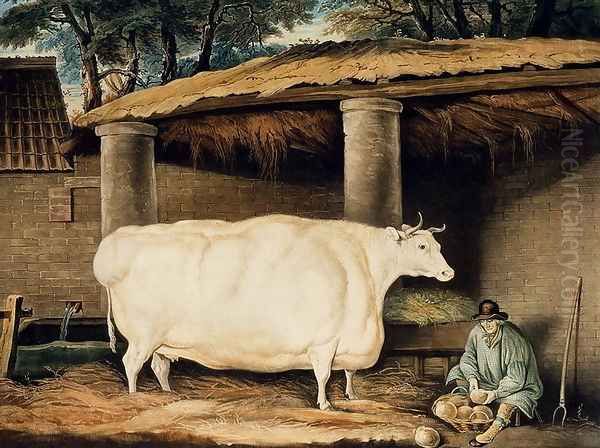 A Short Horned Heifer, engraved by William Ward, Dartington, 1811 - view 1