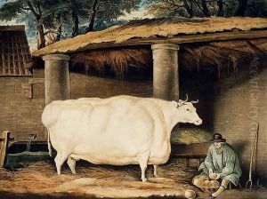 A Short Horned Heifer, engraved by William Ward, Dartington, 1811 by Thomas Weaver