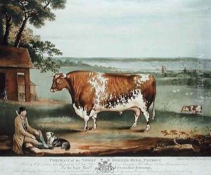 A Short Horned Bull, Patriot, engraved by William Ward, Shrewsbury, 1810 by Thomas Weaver