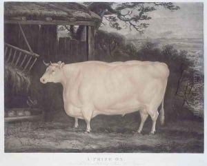 A Prize Ox, engraved by John Thompson, Smeaton, Yorks, 1831 by Thomas Weaver