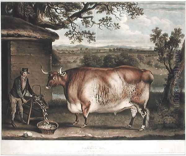The Newbus Ox, engraved by W. Ward, 1812 by Thomas Weaver