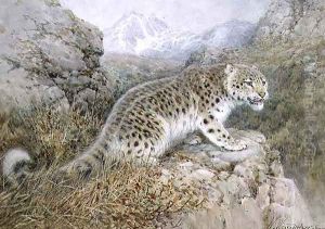Snow Leopard, c.1920