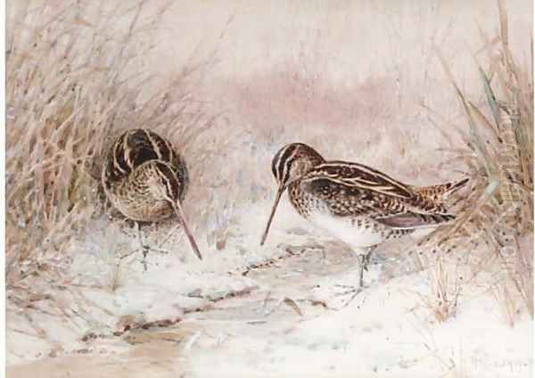 Snipe in snow - view 1