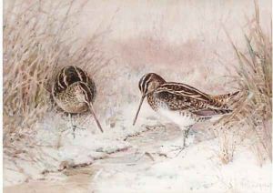 Snipe in snow