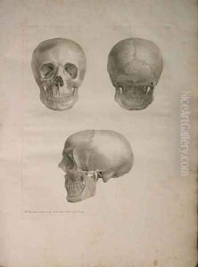 Albinus II, Tab. I, illustration from 'Tabulae ossium humanorum', by Bernhard Siegfried Albinus (1697-1770), published by J.&H. Verbeek, bibliop. 1753, Leiden, 1753 by Jan Wandelaar